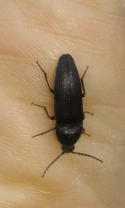 Elateridae. Melanotus sp.